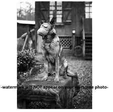 Vintage Scary Dog Gas Mask PHOTO German Shepherd Creepy WORLD WAR Image  picture