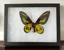 Ornithoptera rothschildi male REAL FRAMED BIRDWING BUTTERFLY see description picture