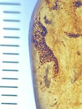 CHEAP Lizard Scales, Pristine Inclusion In Genuine Burmite Amber Fossil, 98myo picture