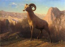 Art Oil painting landscape - A Rocky Mountain Sheep Ovis Montana on canvas picture