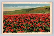 CA-California, Field Of Poinsettias, Antique, Vintage c1935 Souvenir Postcard picture