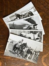 Arabian Stallion Vintage Kodak Photo Postcard Lot A (4 Postcards) picture