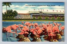 Miami FL-Florida, Hialeah Park, Flamingos Nesting Antique Vintage c1946 Postcard picture