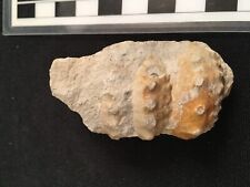 Rare Heteromorph ammonite from the United Kingdom,  Neostlingoceras carcitanense picture