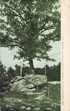 Waterbury CT Connecticut, Tree Growing out of a Rock, Vintage Postcard picture