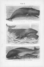 1905 WHALES SPERM NARWAL DUGONG BALEEN MINKE ENGRAVING ILLUSTRATION PRINT 2 Pgs picture