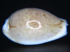 CYPRAEA BOIVINII CUATONI: CALLOUSED GIANT WHITE GEM @ 31.25MM-MY LARGEST EVER picture