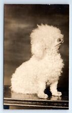 Poodle Puppy Bichon Frisé Puppy Dog White Unposted RPPC Postcard c. 1910 picture