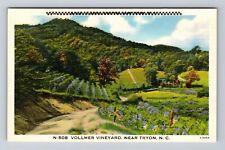 Tryon NC-North Carolina, Vollmer Vineyard, Antique, Vintage Postcard picture