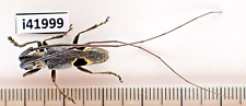 i41999. Cerambycidae sp. Vietnam North. A2 picture