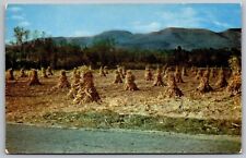 Catskill Blackhead Mountain New York Country Road Curteichcolor Vintage Postcard picture