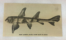 small 1880 magazine engraving ~ PORT JACKSON SHARK  picture
