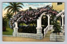 Bouganvillea CA-California, An Arbor, Antique, Vintage Postcard picture