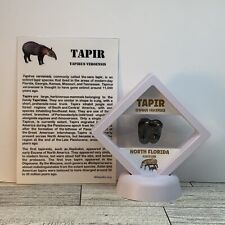 Tapir Extinct Prehistoric Tooth Fossil in Display Case Tapirus Veroensis picture
