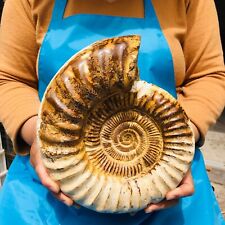 11.63LB Natural Large Beautiful Ammonite Fossil Conch Crystal Specimen Healing picture