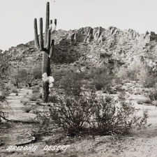 Tempe Arizona Desert Cactus RPPC Postcard 1940s Vintage Real Photo 40s Old K610 picture