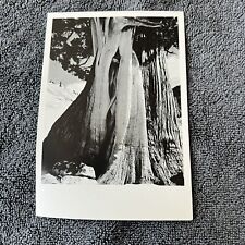 Edward Weston Juniper Lake Tenaya  Postcard Vintage Travel Rare picture