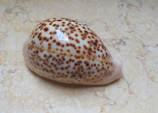 F cypraea pantherina 97 mm F++++ F+++ HUGE glossy red sea shell nice RARE  COLOR picture