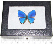 Hypochrysops polycletus blue butterfly Indonesia framed picture