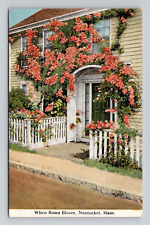 Postcard Rose Flower Blooms Nantucket Massachusetts MA, Antique K4 picture