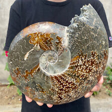 5.7lb Natural Beautiful Ammonite Fossil Conch Crystal Specimen Healing picture