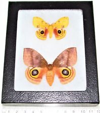 REAL moths pink yellow Automeris io pair male female Indiana FRAMED picture