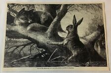1876 magazine engraving~ THE FOX AND THE RABBIT picture