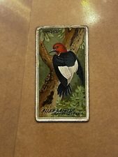 1888 N4 Allen & Ginter Birds Of America Woodpecker and picture