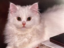 S9 Photograph Close Up POV Handsome White Cat Majestic 1980's Feline picture