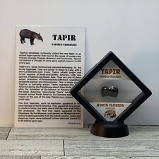 Tapir Extinct Prehistoric Tooth Fossil in Display Case Tapirus Veroensis picture