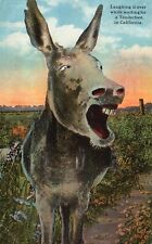 Postcard CA Donkey Burro Laughing Waiting for Tenderfoot 1922 Vintage PC G5050 picture