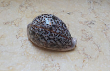 F pantherina Cypraea  F++++ 82.5 mm Cowrie  Panther Nice pattern red Sea shell picture
