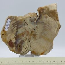 Miocene Petrified Fossil  Juniper or Sabrina Wood Nevada USA 18 cm 1.1 kg+ Stand picture