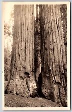 Postcard Large Timber Tree, Redwood National Park? RPPC G74 picture