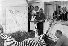 A zebra a hoof injury is operated by a veterinarian Colonial E- 1931 Old Photo picture