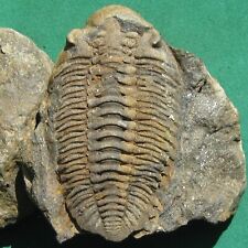 Top Quality Ultra Rare Trilobite Fossil Metacryphaeus rotundatus Bolivia picture