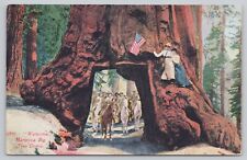 Mariposa Grove California, Wawona Tunnel Tree Women on Horseback, VTG Postcard picture