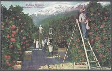 PICKING ORANGES SOUTHERN CALIFORNIA Postcard Snow Cap Mountain Harvest Crates picture