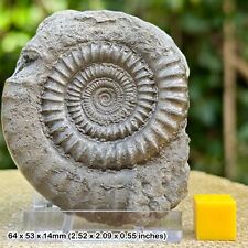 Majestic Large Echioceras Pyrite Ammonite Fossil Display - Jurassic Coast, UK - picture