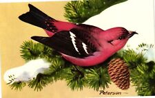 Vintage Postcard- White-Winged Crossbill picture