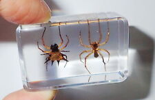 Spiny Spider & Water Spider Collection Set Clear Education Insect Specimen picture