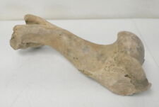 Extinct Prehistoric Pleistocene Cave Bear Ursus Spelaeus Femur Leg Bone Fossil picture