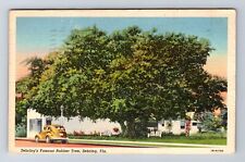 Sebring FL-Florida, Sebring's Famous Rubber Tree, Vintage c1946 Postcard picture