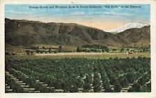 California Orange Groves Orchard Tree Mountain Old Baldy Lot of 4 CA VTG  P88 picture