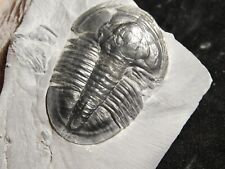 Rare 510 Million Year Old Asaphiscus Trilobite Fossil Cambrian Utah 115gr *A picture