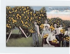 Postcard Picking Grapefruit Florida USA picture