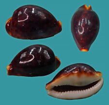 Cypraea Pantherina 53.2 Dahlak DARK RED COLOR SELECTED picture