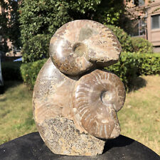 5.36LB Natural ammonite fossil conch Crystal mineral specimen healing decor picture