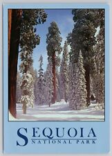 Sequoia National Park California, Round Meadow, Vintage Postcard picture