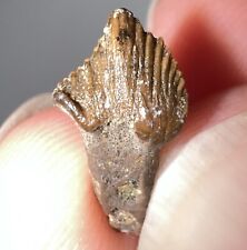 TOP QUALITY Huge Rare PACHYCEPHALOSAURUS Fossil Dinosaur Tooth .565 Inches picture